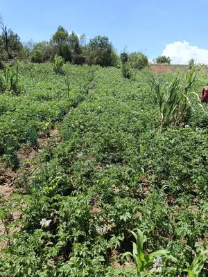 Ndaragwa 16 Acres Farmland for Sale