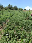 Ndaragwa 16 Acres Farmland for Sale - 1