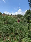 Ndaragwa 16 Acres Farmland for Sale - 2