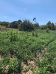 Ndaragwa 16 Acres Farmland for Sale - 3