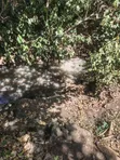 Ndaragwa 16 Acres Farmland for Sale - 4