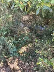Ndaragwa 16 Acres Farmland for Sale - 5