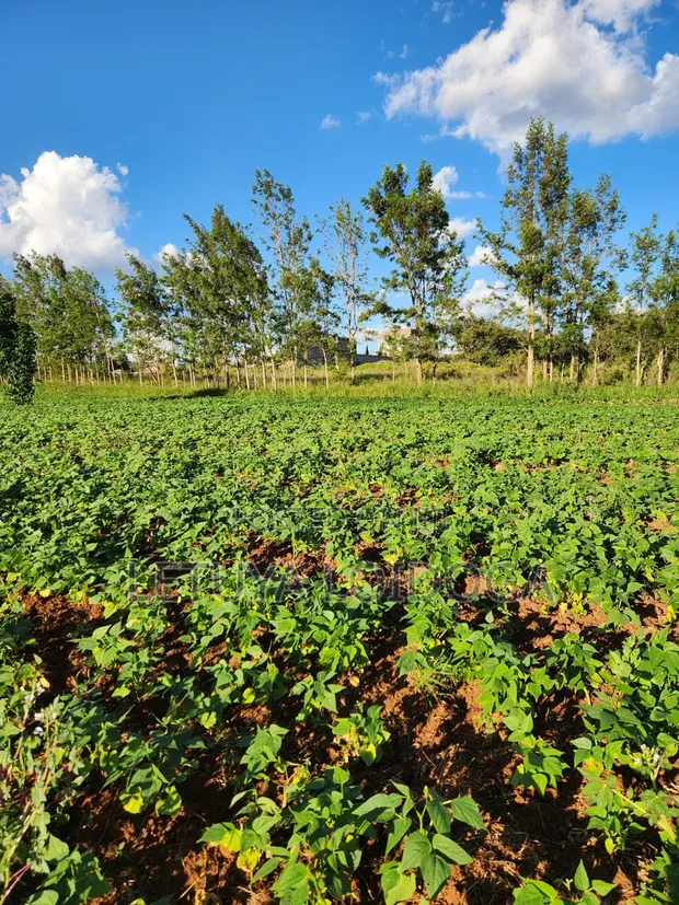 Prime 3 Acres Ngong-Kibiko (Baboon Crescent) - 1