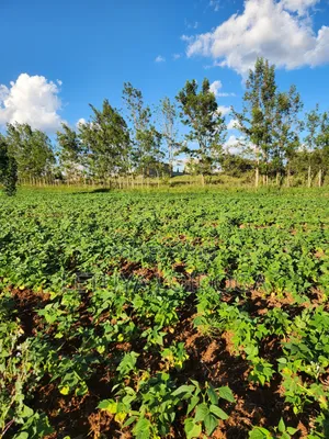 Prime 3 Acres Ngong-Kibiko (Baboon Crescent)