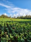 Prime 3 Acres Ngong-Kibiko (Baboon Crescent) - 2