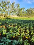 Prime 3 Acres Ngong-Kibiko (Baboon Crescent) - 3