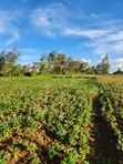 Prime 3 Acres Ngong-Kibiko (Baboon Crescent) - 4