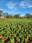 Prime 3 Acres Ngong-Kibiko (Baboon Crescent) - 5