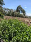 2 Acres Agricultural Land for Sale in Ndaragwa, Nyandarua - 1