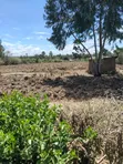 2 Acres Agricultural Land for Sale in Ndaragwa, Nyandarua - 2