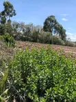 2 Acres Agricultural Land for Sale in Ndaragwa, Nyandarua - 3