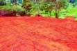 Prime Residential Plots for Sale in Karura Kanyungu - 2