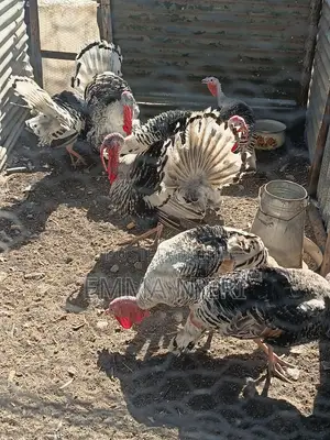 Narragansett Turkeys for Sale