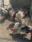 Kuku wa Narragansett kwa Ajili ya Kuuzwa - 1