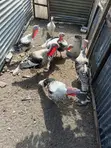 Kuku wa Narragansett kwa Ajili ya Kuuzwa - 2