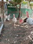 Kuku wa Narragansett kwa Ajili ya Kuuzwa - 3