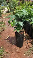 Pineapple Guava Seedling - 2