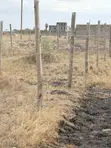 Nine 40x80 Plots for Sale in Juja Farm - Mumba - 3