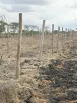 Nine 40x80 Plots for Sale in Juja Farm - Mumba - 4