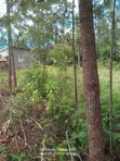 Kitalu cha 50x100 Kinauzwa Kirinyaga - 5