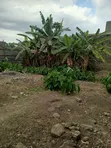 Kiwanja cha 100x100 Kinauzwa Githurai - 1