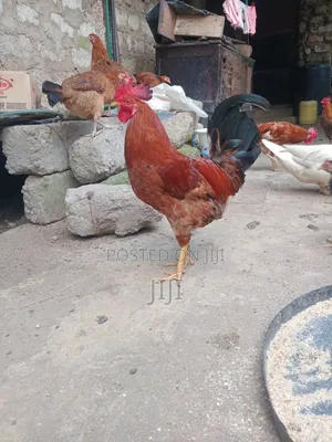 Jogoo Kienyeji Mwepesi