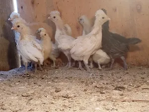Kuku wa Polish Bantam