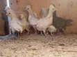 Kuku wa Polish Bantam - 1