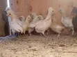 Kuku wa Polish Bantam - 2