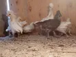 Kuku wa Polish Bantam - 3