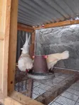 Kuku wa Polish Bantam - 4