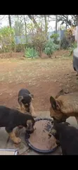 Female Mixed Breed German Shepherd Puppy, 3-6 Months - 1