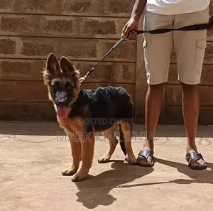 Mbwa Mwana wa German Shepherd Safi, 3-6 Miezi Jike