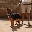 Purebred German Shepherd Puppy, 3-6 Months Female - 1