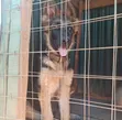 Purebred German Shepherd Puppy, 3-6 Months Female - 2