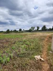 8.5 Acres Prime Land for Sale in Kerarapon - 5