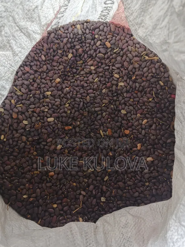Good Quality Beans and Maize for Sale - 1