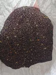 Good Quality Beans and Maize for Sale - 1