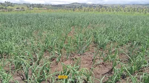 4.5 Acres Lamuria Laikipia Riverfront Land