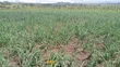 4.5 Acres Lamuria Laikipia Riverfront Land - 1