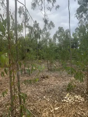 Prime 1 Acre Land for Sale in Kandisi, Ongata Rongai