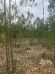 Prime 1 Acre Land for Sale in Kandisi, Ongata Rongai - 1
