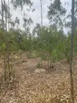 Prime 1 Acre Land for Sale in Kandisi, Ongata Rongai - 2