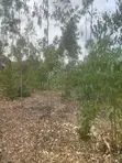 Prime 1 Acre Land for Sale in Kandisi, Ongata Rongai - 4