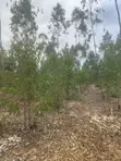 Prime 1 Acre Land for Sale in Kandisi, Ongata Rongai - 5