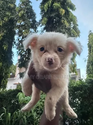 Purebred Japanese Spitz Puppy - 0-1 Month Male