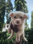 Purebred Japanese Spitz Puppy - 0-1 Month Male - 1