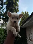 Purebred Japanese Spitz Puppy - 0-1 Month Male - 2