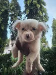 Purebred Japanese Spitz Puppy - 0-1 Month Male - 3