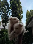 Purebred Japanese Spitz Puppy - 0-1 Month Male - 4